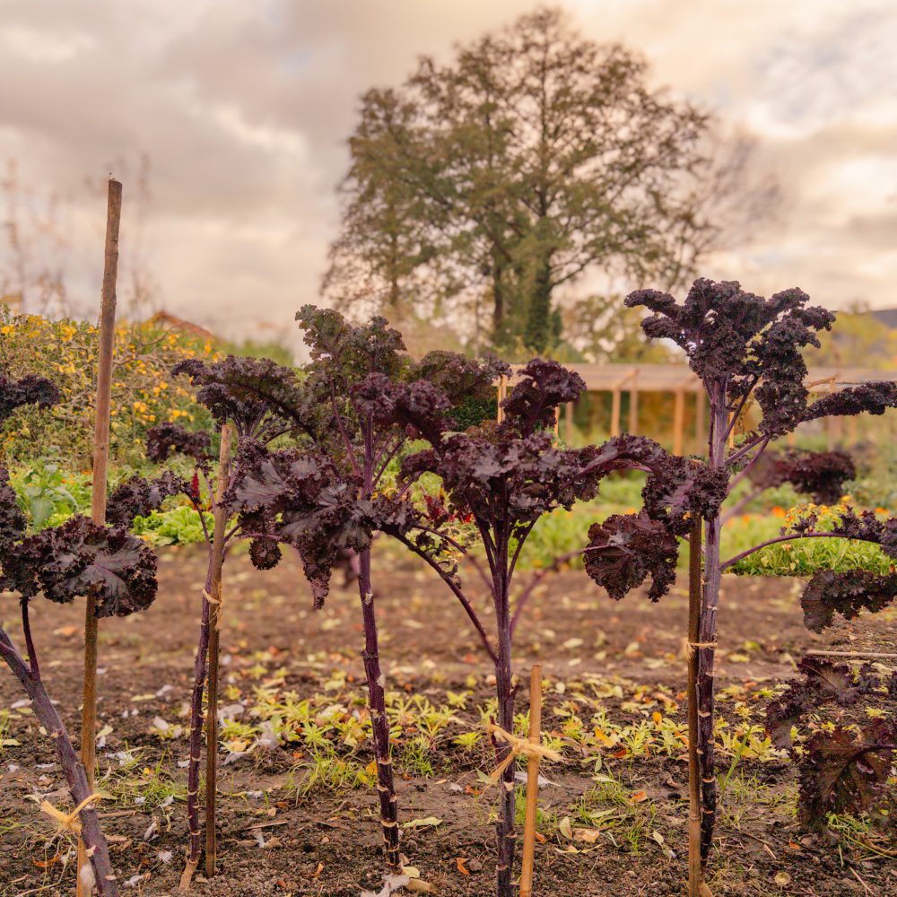 Palmkohl Marktgarten