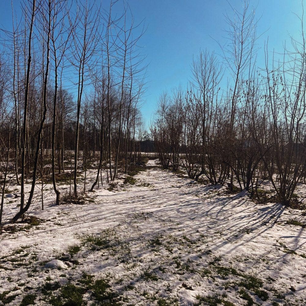 Foodforest in Winter