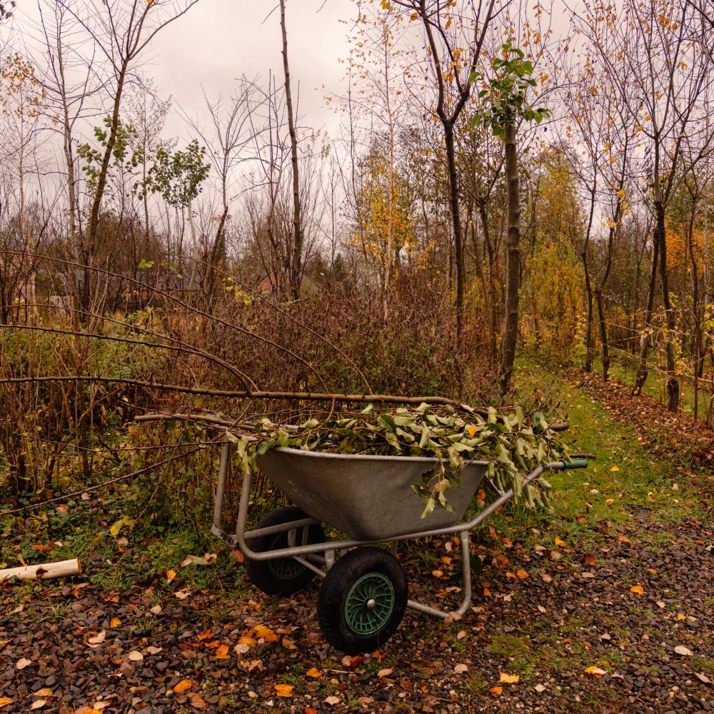 Nahrungswald im Herbst
