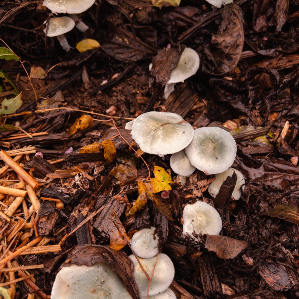 Mykorriza Fruchtkörper Pilz