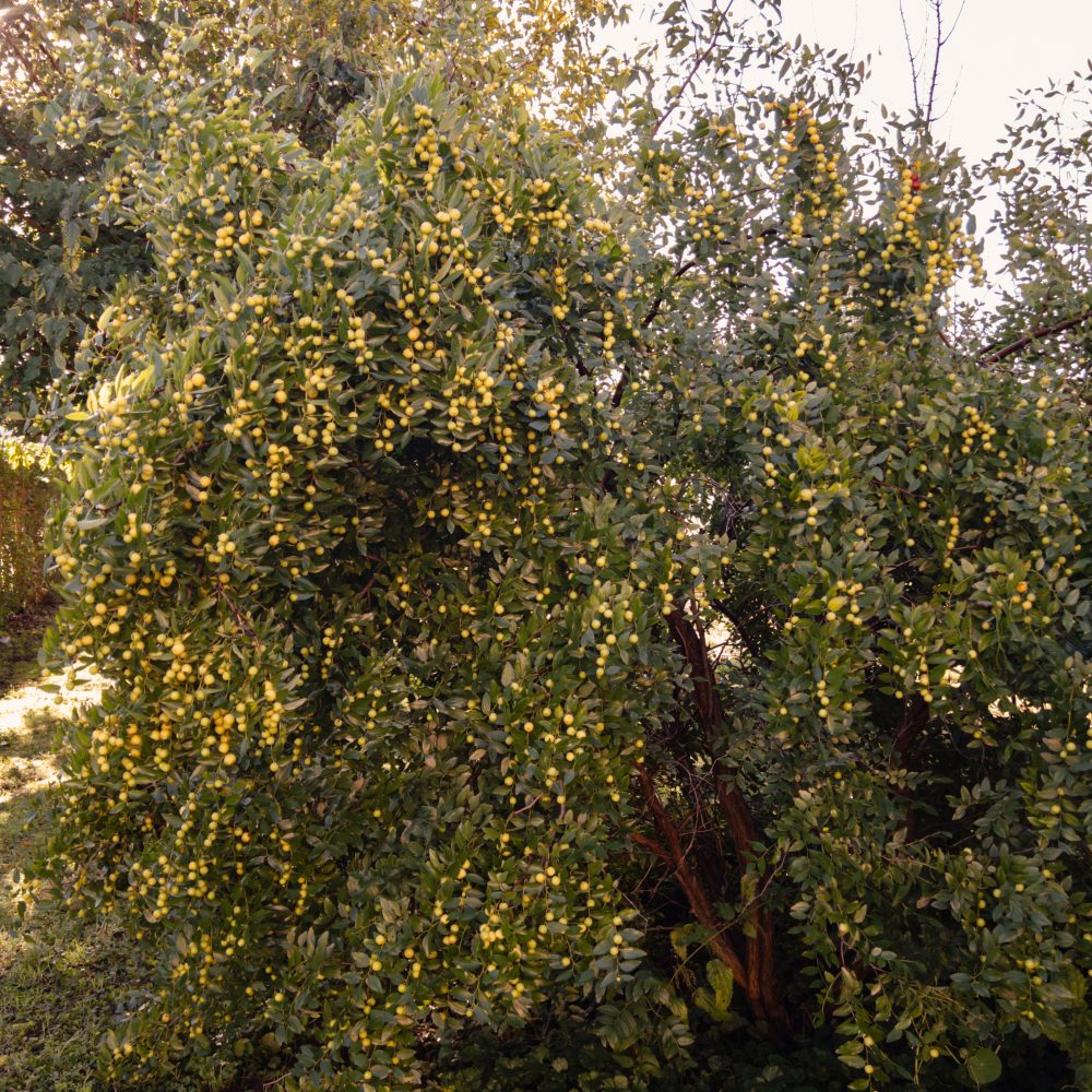 Pflanzenportrait: die jujube