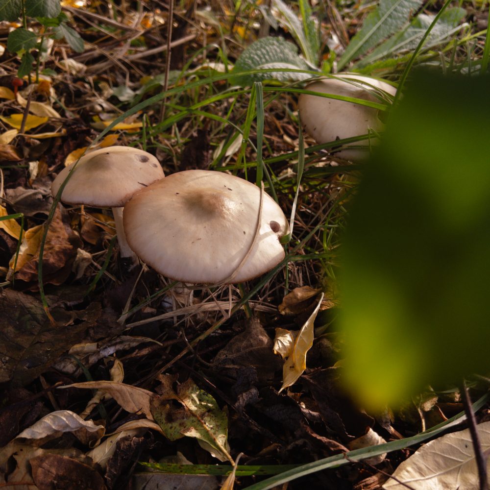Mykorriza Fruchtkörper Pilz