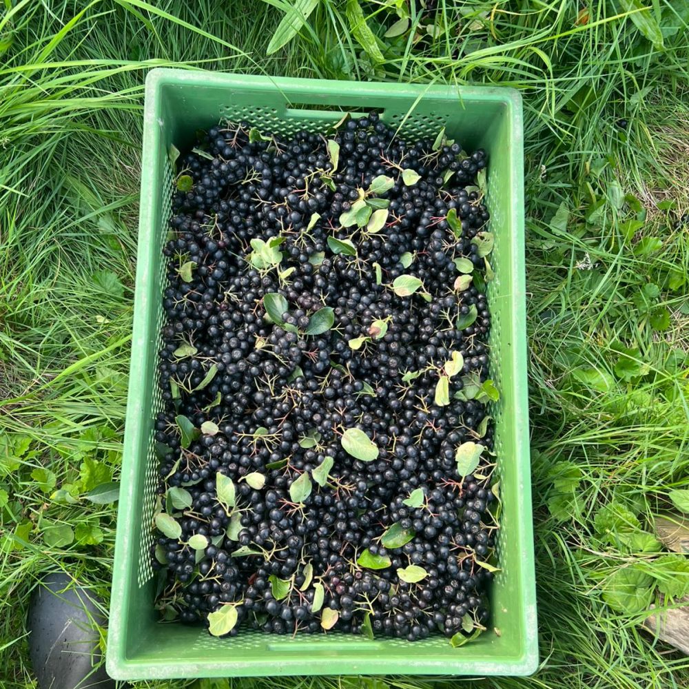 Aronia im Korb