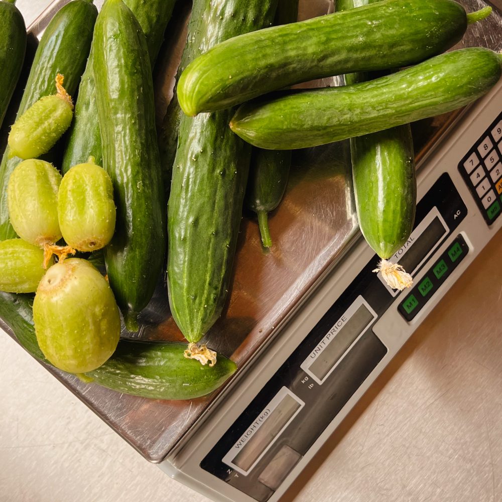 Ernte Gurken Waage
