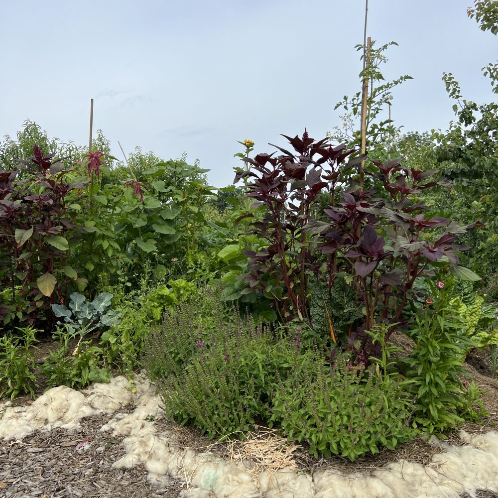 Hügelbeete Schafwolle