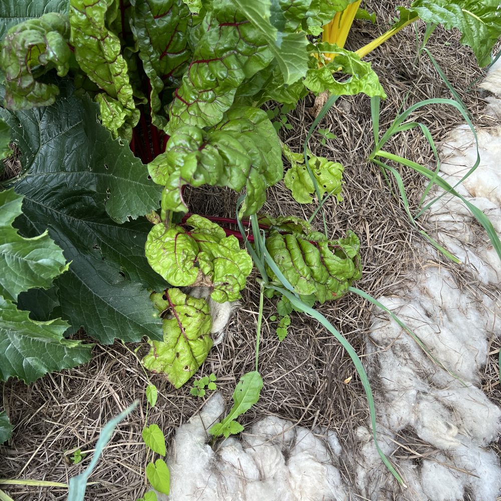 Mangold Beet Schafwolle