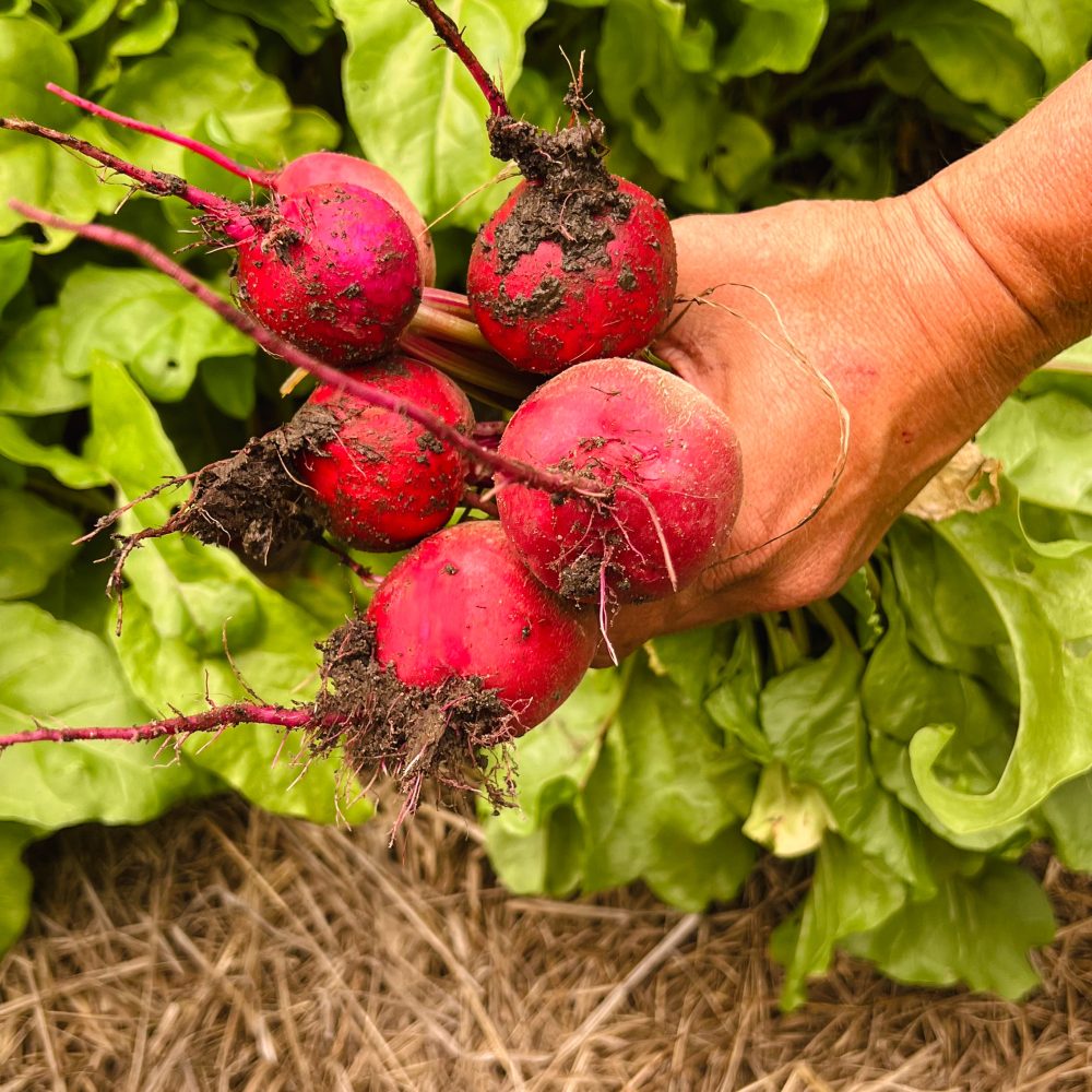 Ernte Radieschen Hand