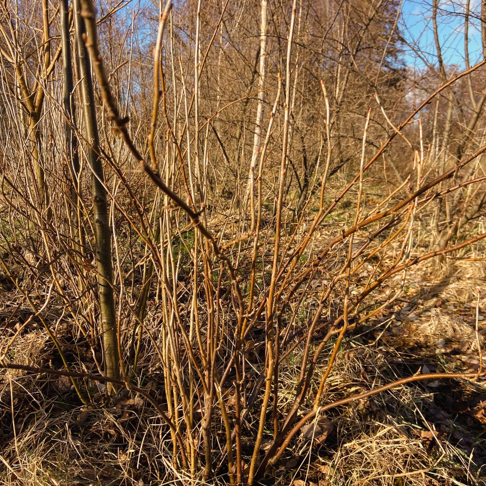 Strauch unbeschnitten