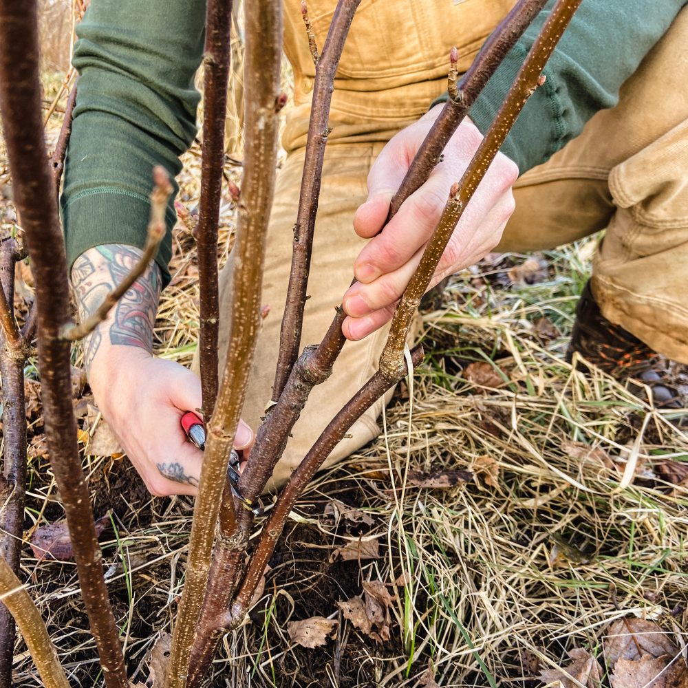Johannisbeerstrauch Schnitt Hand