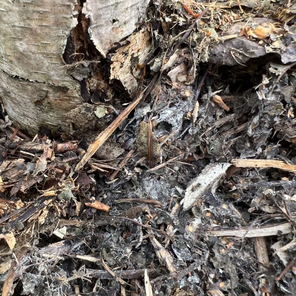 Mykorriza Geflecht Boden Pilz