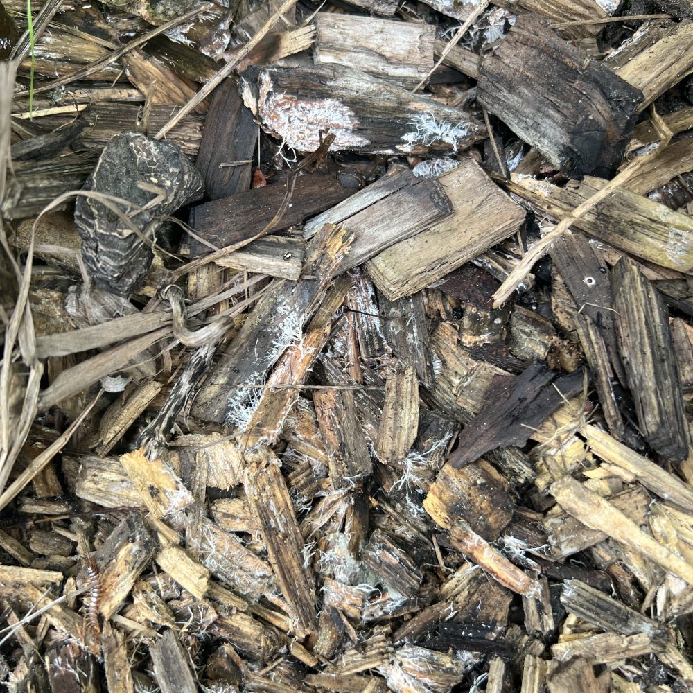 Mykorriza Geflecht Boden Pilz