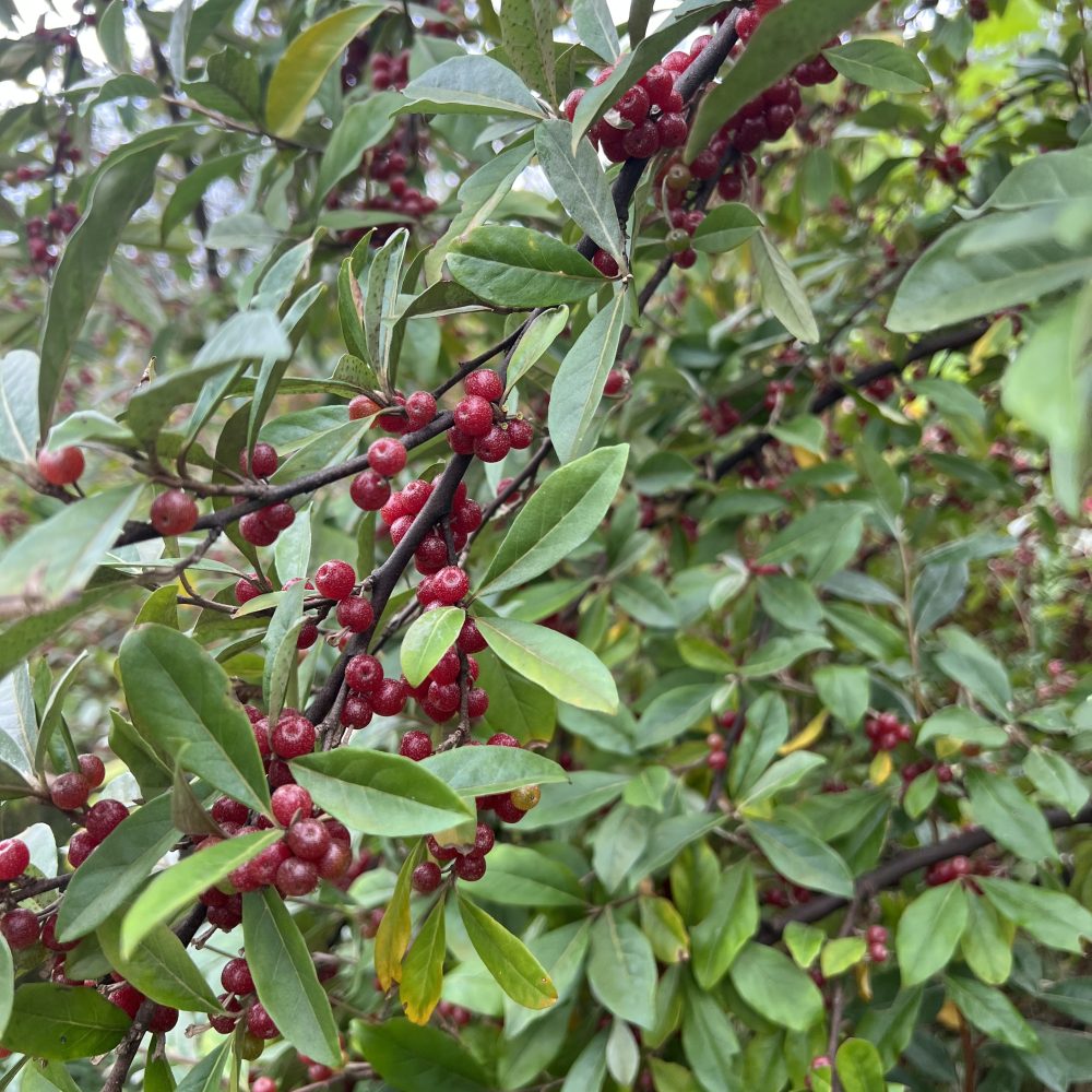 Ölweide Rot Strauch