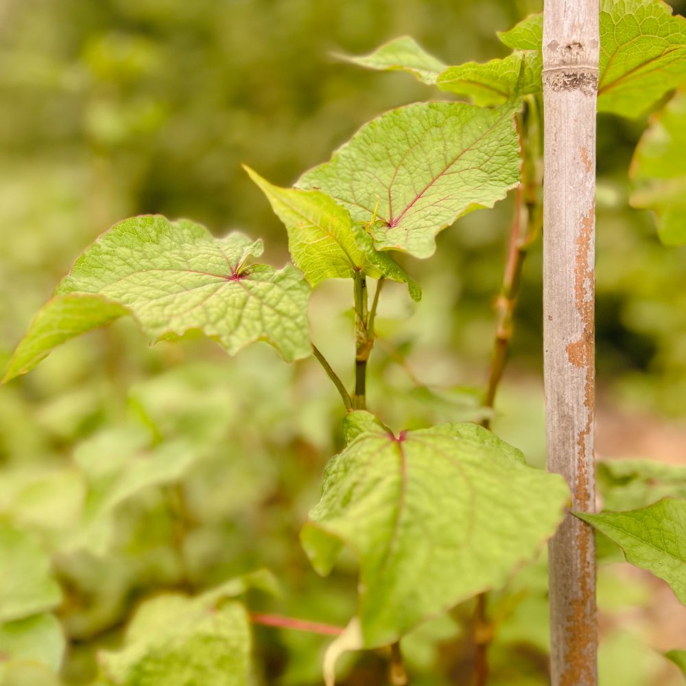 Baumspinat auf dem Feld