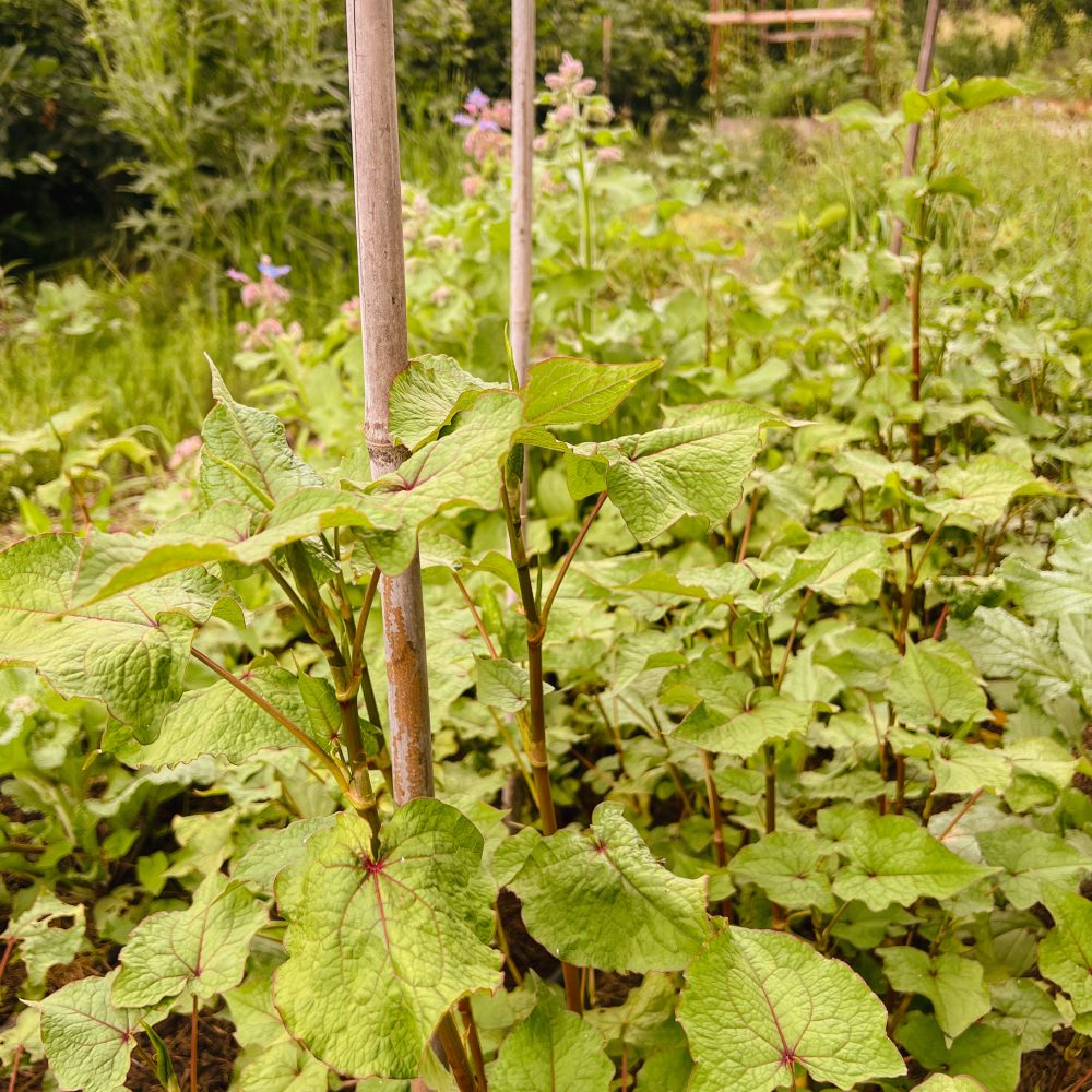 Baumspinat auf dem Feld