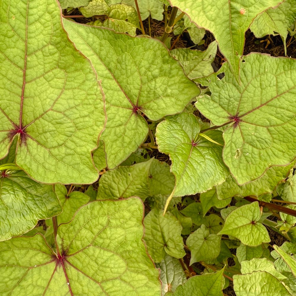 Baumspinat auf dem Feld