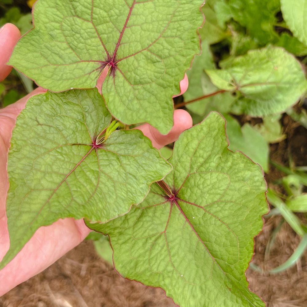 Baumspinat auf dem Feld
