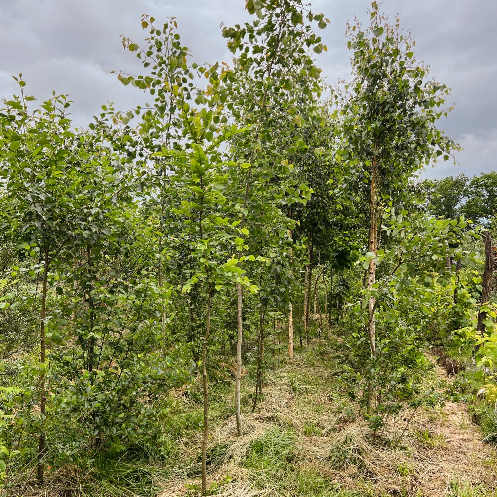 Food forest mit Pionierbäumen