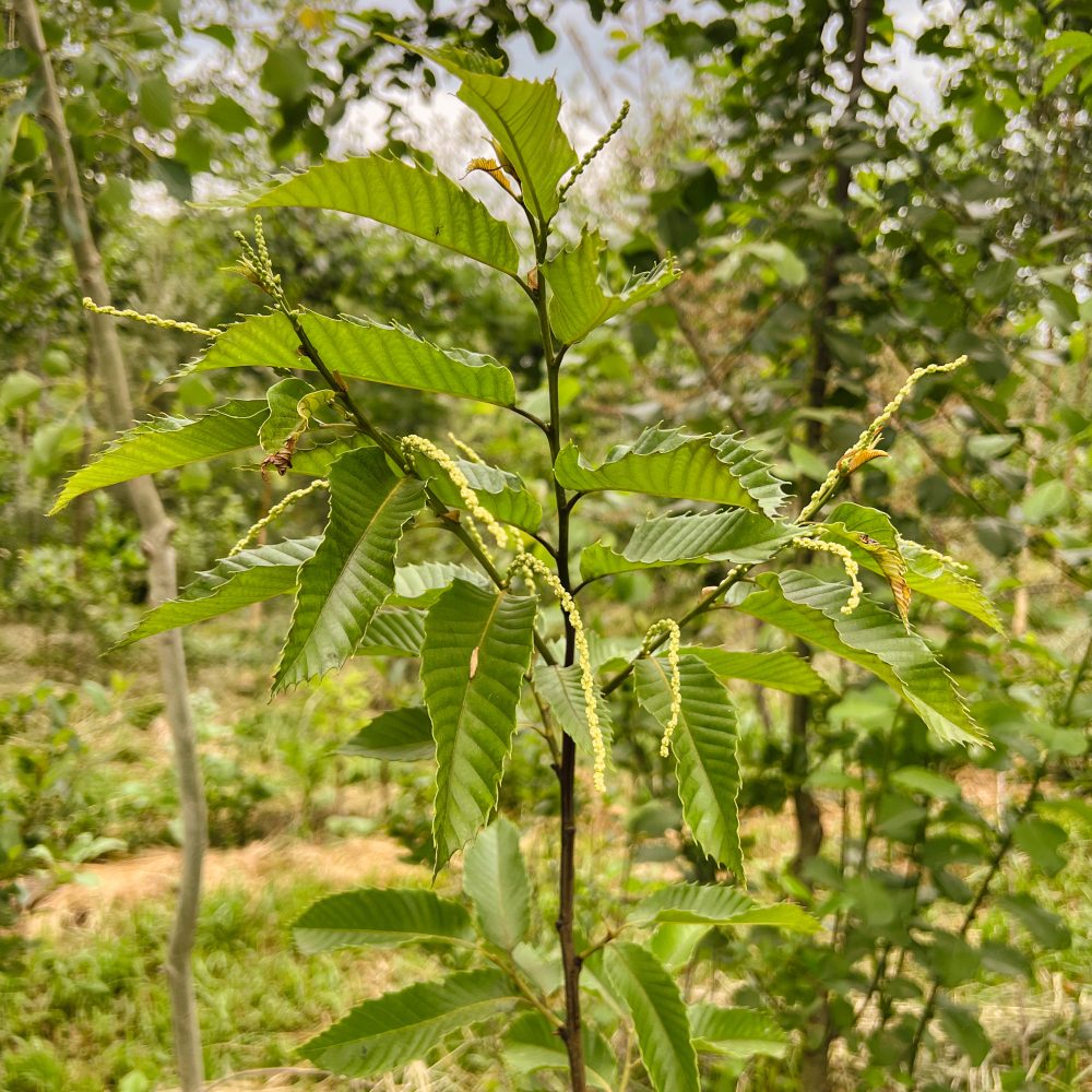 Foodforest Esskastanie