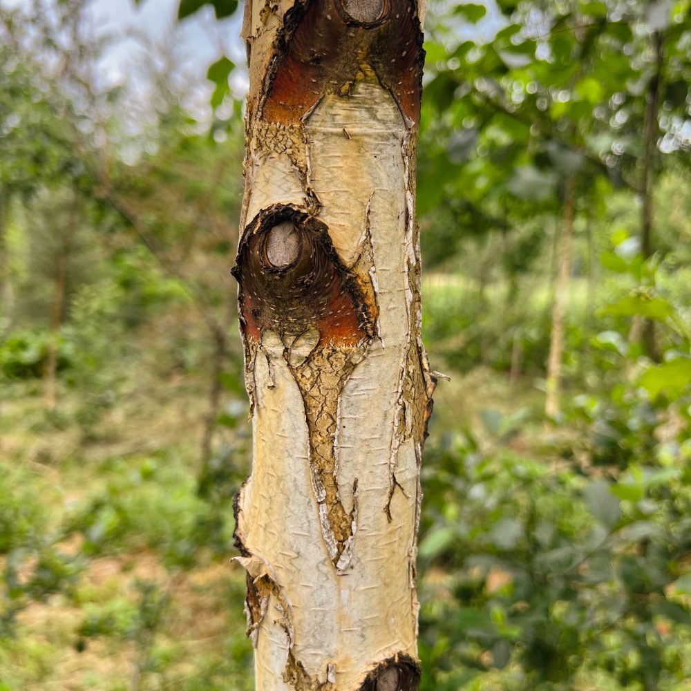 Birkenstam mit Schnittauge