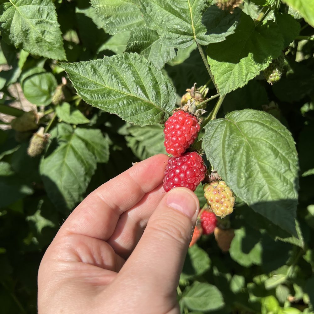 Tayberry wird gepflückt