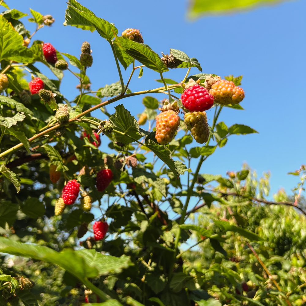 Tayberry hängt am Strauch