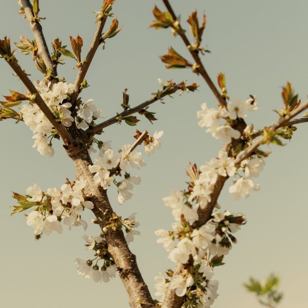 Blühende Zweige auf der Michelberger Farm im Spreewald